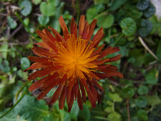 Crepis aurea