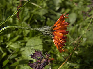 Crepis aurea