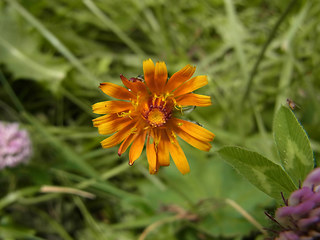 Crepis aurea