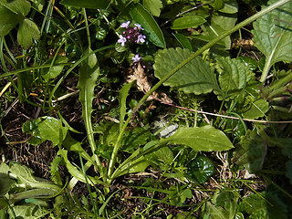 Crepis aurea