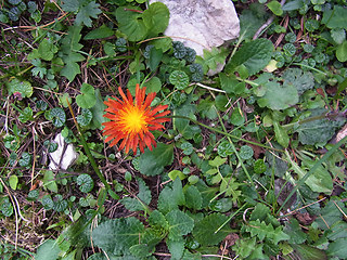 Crepis aurea