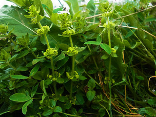 Cruciata laevipes