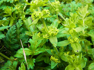 Cruciata laevipes