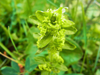 Cruciata laevipes