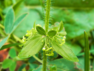 Cruciata laevipes