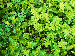 Cruciata laevipes