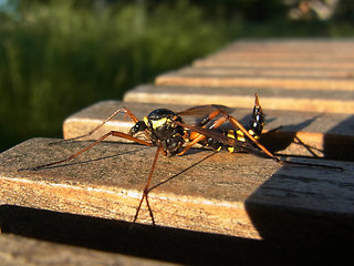 Ctenophora elegans