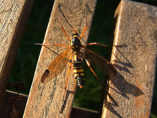 Ctenophora elegans