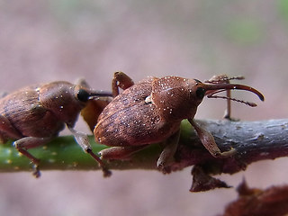 Curculio nucum