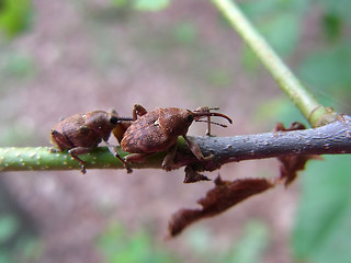 Curculio nucum