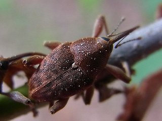 Curculio nucum