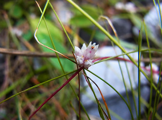 Cuscuta epithymum