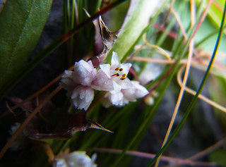 Cuscuta epithymum