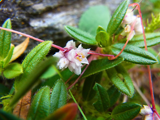 Cuscuta epithymum