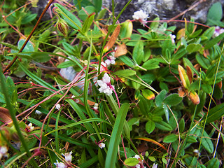 Cuscuta epithymum