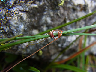 Cuscuta epithymum