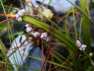 Cuscuta epithymum