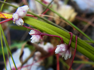 Cuscuta epithymum