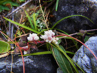 Cuscuta epithymum