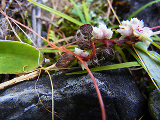 Cuscuta epithymum