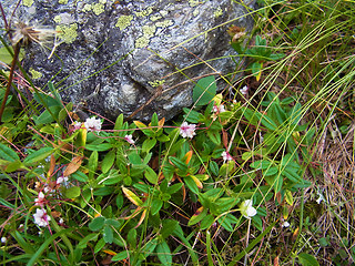 Cuscuta epithymum