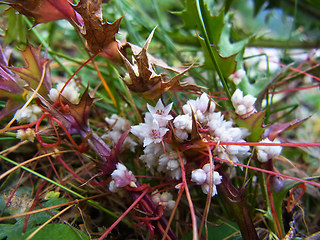 Cuscuta epithymum