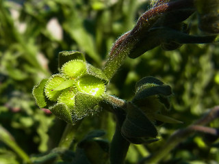 Cynoglossum officinale