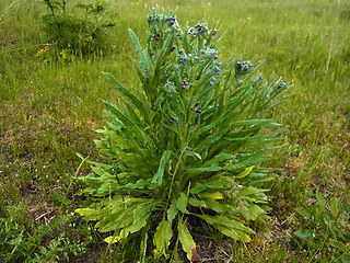 Cynoglossum officinale