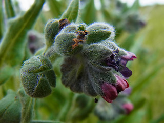 Cynoglossum officinale