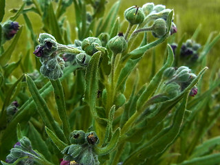 Cynoglossum officinale