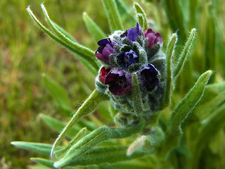 Cynoglossum officinale