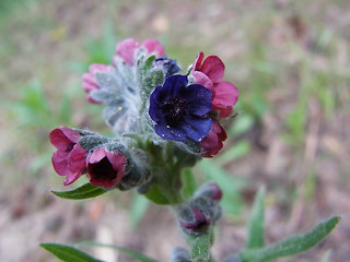 Cynoglossum officinale