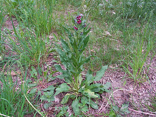 Cynoglossum officinale