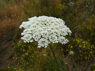 Daucus carota ssp. carota