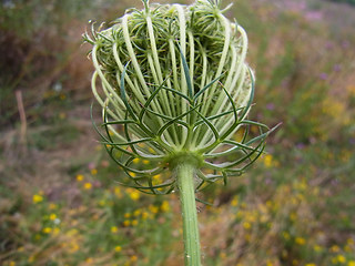 Daucus carota ssp. carota