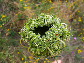 Daucus carota ssp. carota