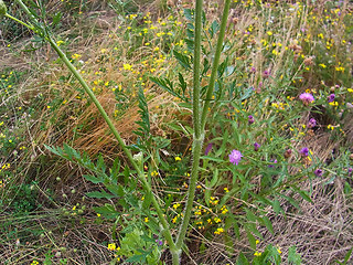 Daucus carota ssp. carota