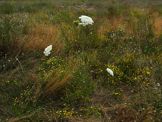 Daucus carota ssp. carota