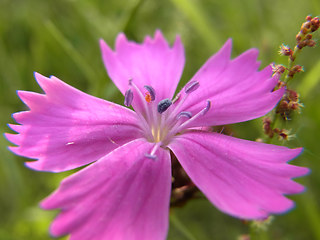 Dianthus carthusianorum