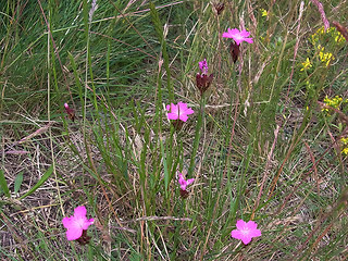 Dianthus carthusianorum