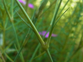 Dianthus deltoides