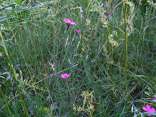 Dianthus deltoides