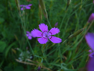 Dianthus deltoides