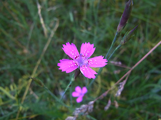 Dianthus deltoides