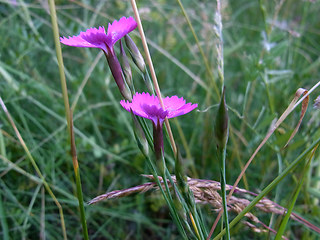 Dianthus deltoides