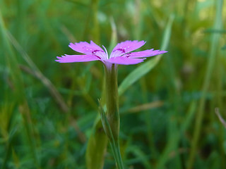 Dianthus deltoides