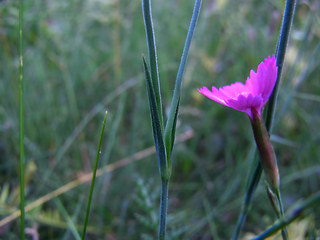 Dianthus deltoides