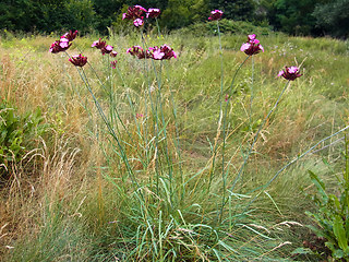 Dianthus giganteus