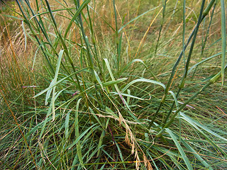 Dianthus giganteus