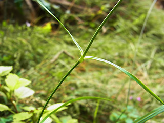 Dianthus monspessulanus